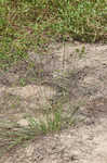 Great plains flatsedge